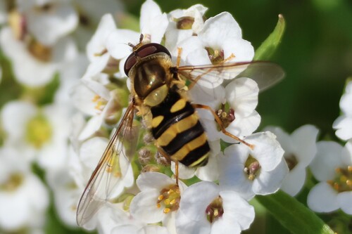 Unknown species found near Ogunquit, ME, USA