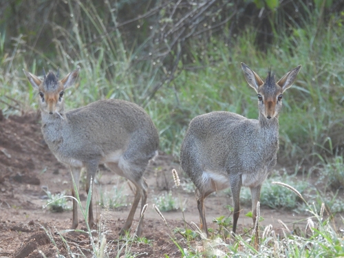 Günther's Dik-dik