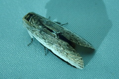 Lirimiris auriflua
