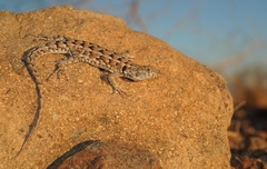 Liolaemus atacamensis