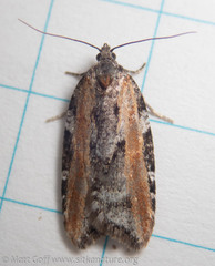 Acleris gloveranus