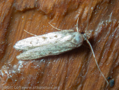 Endrosis sarcitrella