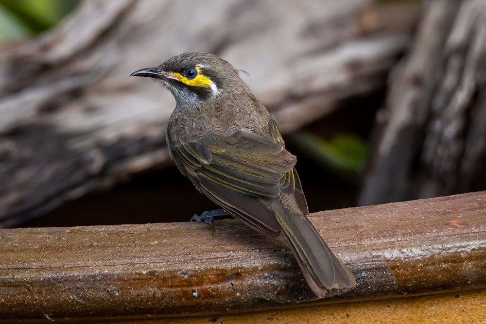 Yellow-faced Honeyeater photo