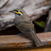 Yellow-faced Honeyeater - Photo (c) Carolyn Stewart, some rights reserved (CC BY-NC), uploaded by Carolyn Stewart