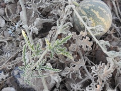 Citrullus colocynthis image