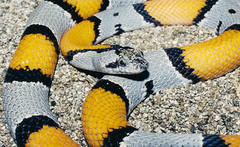 Lampropeltis alterna