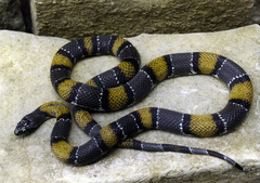 Lampropeltis alterna
