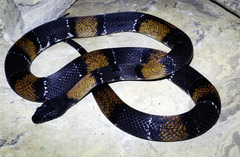 Lampropeltis alterna