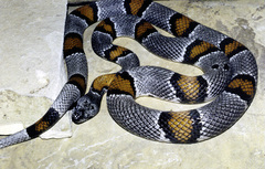 Lampropeltis alterna