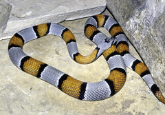 Lampropeltis alterna