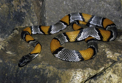 Lampropeltis alterna