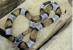 Lampropeltis alterna