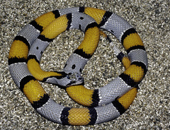 Lampropeltis alterna