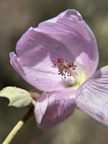 Ojai bushmallow (Malacothamnus nuttallii)