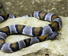 Lampropeltis alterna