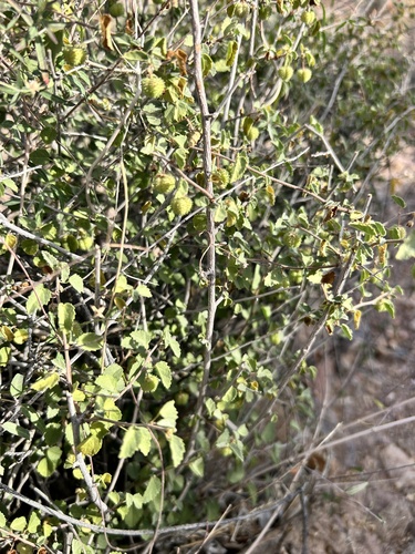 Dense Ayenia