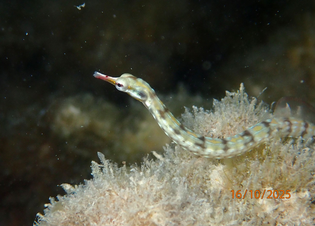 Banded Pipefish