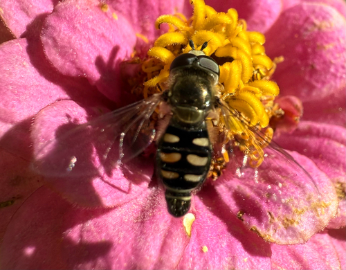 Unknown species found near Anderson Pl SE, Albuquerque, NM, US