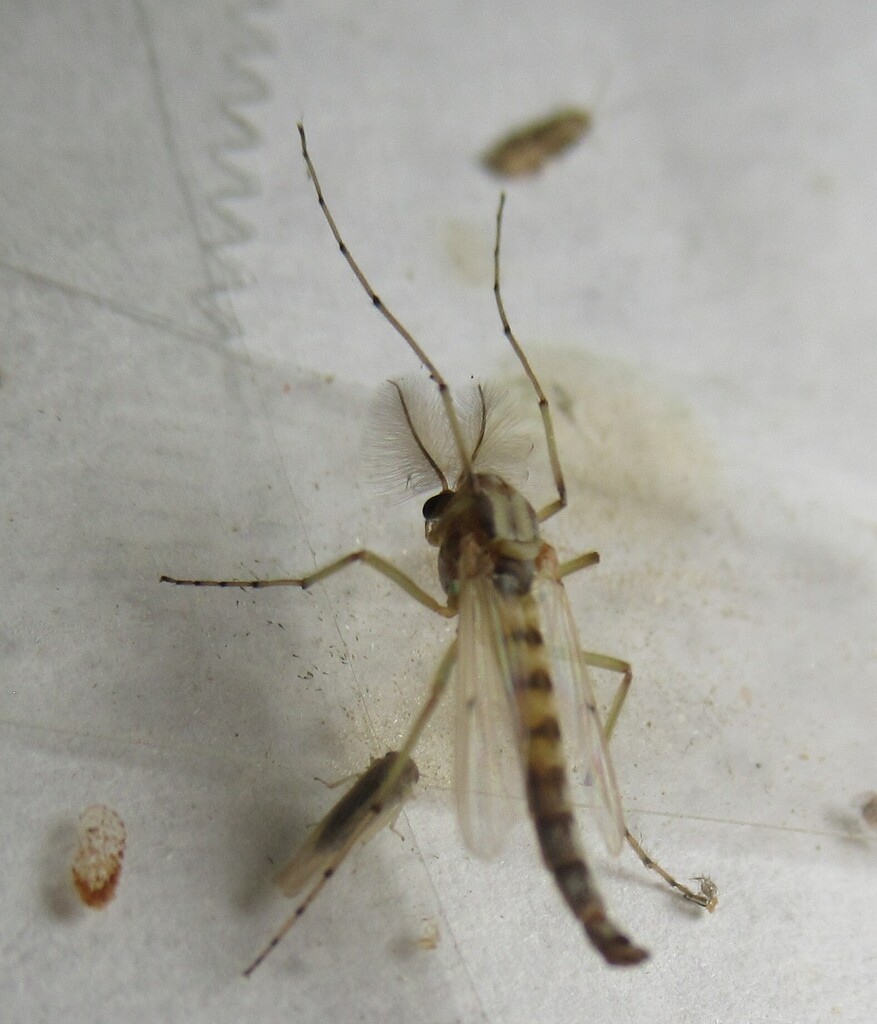 Thick-tailed Non-biting Midge