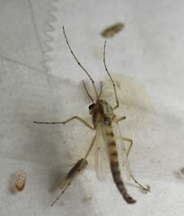 Thick-tailed Non-biting Midge