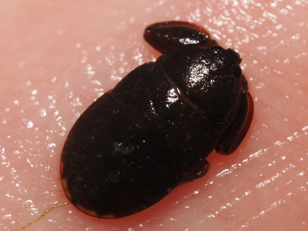 Cryphocricos hungerfordi