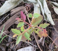 Toxicodendron succedaneum