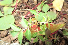 Toxicodendron succedaneum