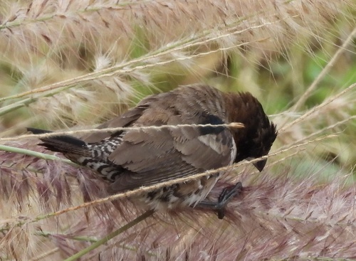 Bronze Mannikin (Spermestes cucullata), photo 7
