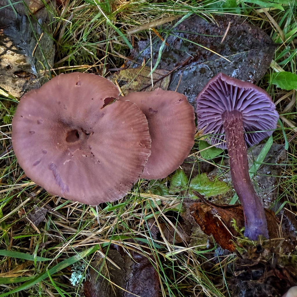 Laccaria amethysteo-occidentalis · November 2025 · photo: © michaelmckniff (iNaturalist, cc-by)
