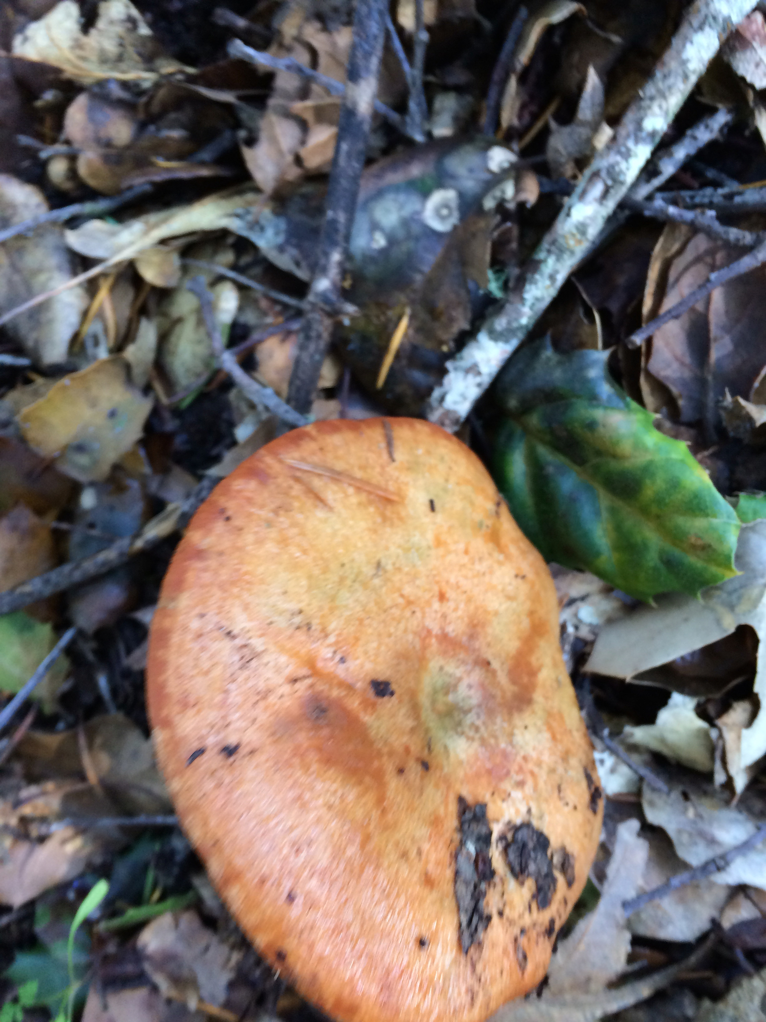 Lactarius rubrilacteus image