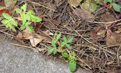 Toxicodendron succedaneum