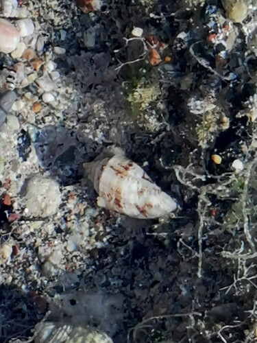Conomurex persicus