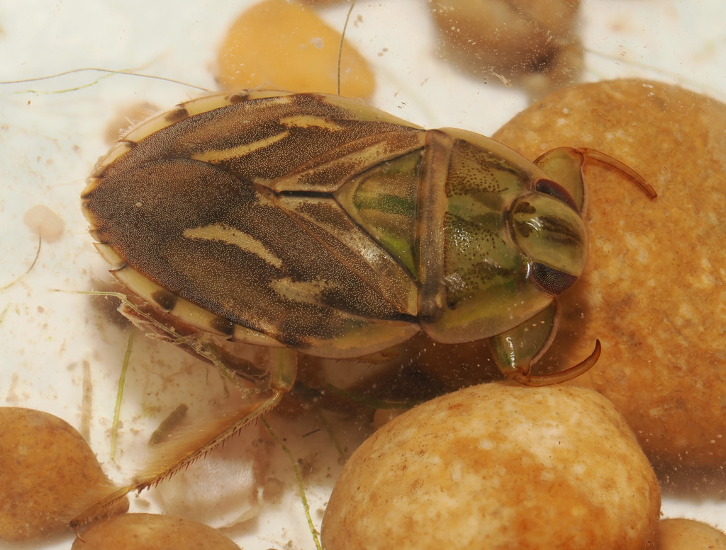 Ambrysus lunatus
