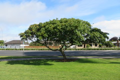 Toxicodendron succedaneum