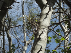 Tillandsia exserta