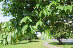 Toxicodendron succedaneum