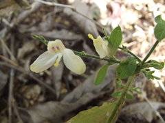 Carlowrightia