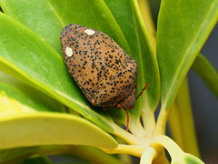 Solenosthedium bilunatum
