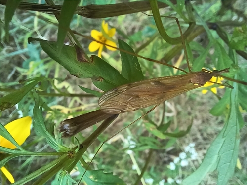 Unknown species found near Berlin Township, OH, USA