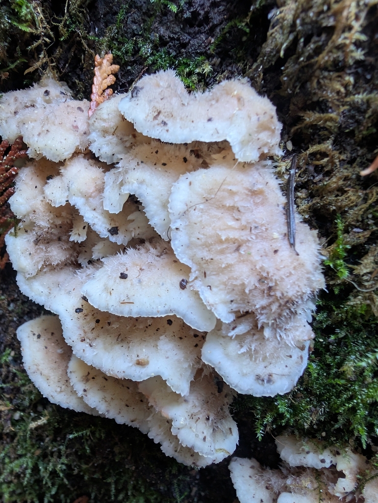 Merulius tremellosus · November 2025 · photo: © simonele (iNaturalist, cc-by)