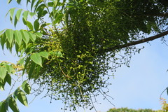 Toxicodendron succedaneum