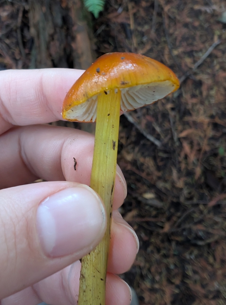 Hygrocybe singeri · November 2025 · photo: © simonele (iNaturalist, cc-by)