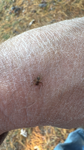 Unknown species found near Rockland Cemetery Rd, Clayville, RI, US
