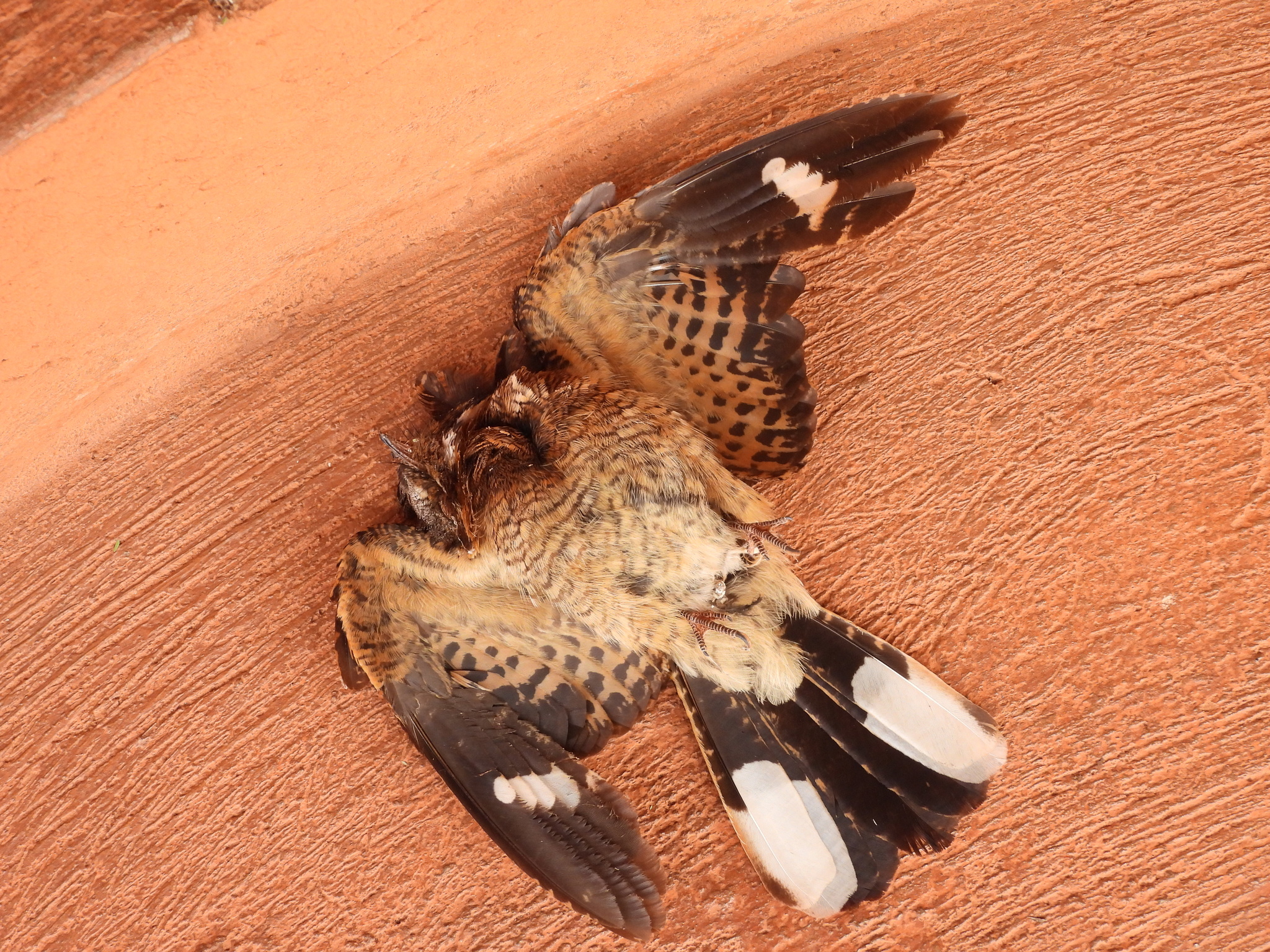 Fiery-necked Nightjar (Caprimulgus pectoralis), photo 4