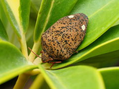 Solenosthedium bilunatum