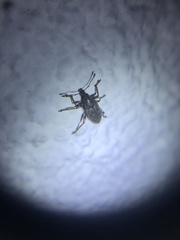 Lachnopus vanessablockae