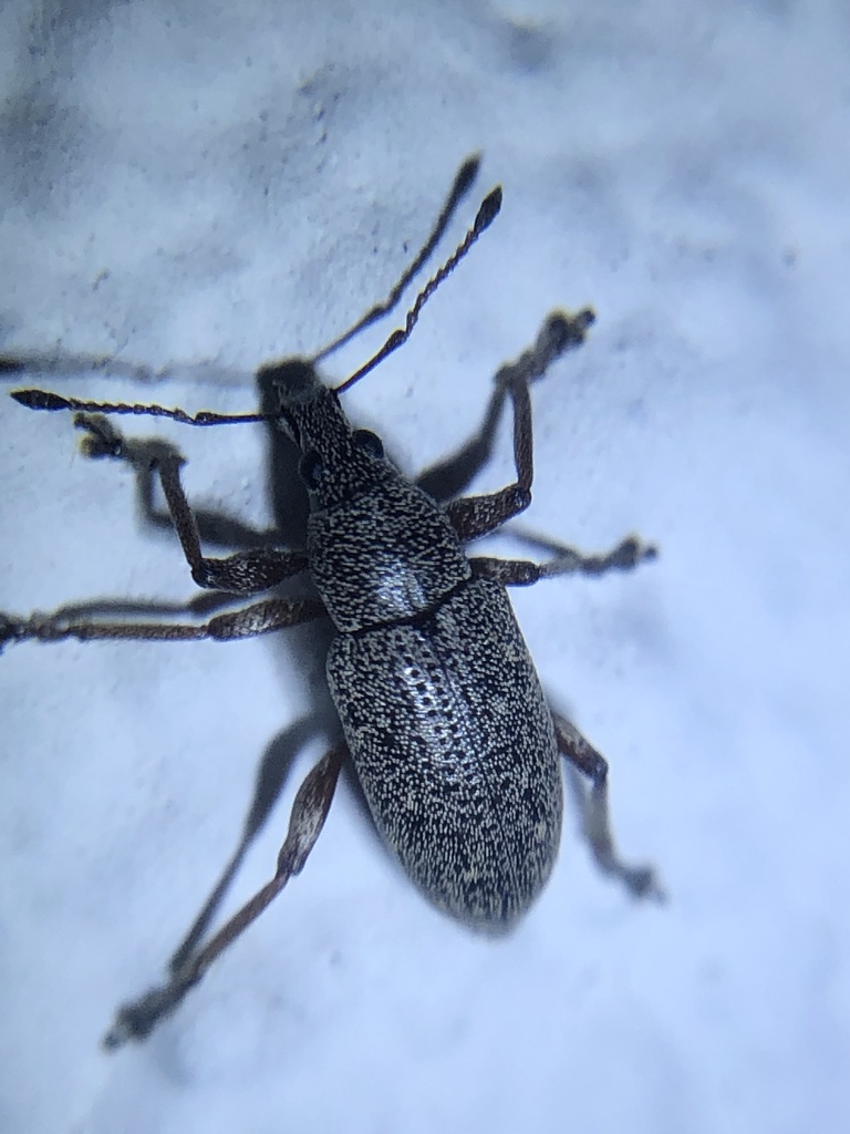 Lachnopus vanessablockae