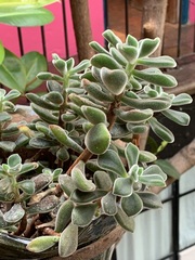 Echeveria pulvinata