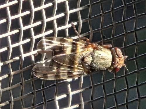 Unknown species found near Sierra County, NM, USA