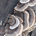 turkey-tail from Fairmount Park, Philadelphia, PA, USA on November 08, 2025 at 03:48 PM by Theresa Colecchia